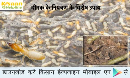 फसलों को अधिक हानि पहुंचाने वाला हानिकारक कीट दीमक, जानिए दीमक के नियंत्रण का सरल तरीका