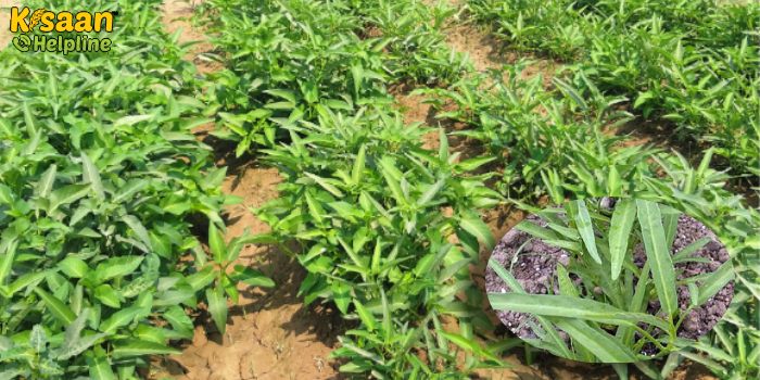 पानी पालक की किस्म काशी मनु उपरी पत्तेदार सब्जी के रूप में: किसानों के लिए वरदान