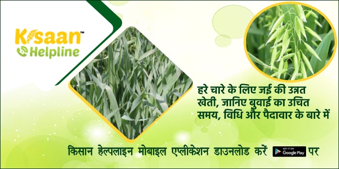 हरे चारे के लिए जई की उन्नत खेती, जानिए बुवाई का उचित समय, विधि और पैदावार के बारे में