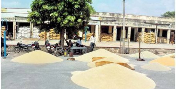 बाजरे की आवक गत साल से आधी, फसल पर मौसम की मार