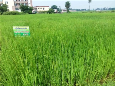 काला नमक चावल सुधारेगा बीमारों की सेहत