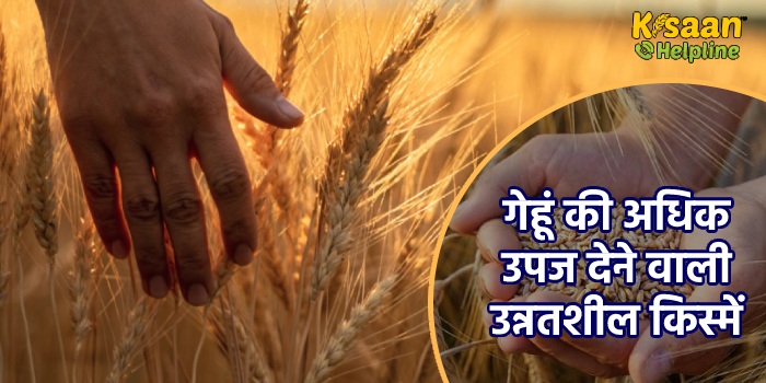 गेहूं की अधिक उपज देने वाली बौनी किस्मों व अन्य उन्नतशील किस्मों का विवरण