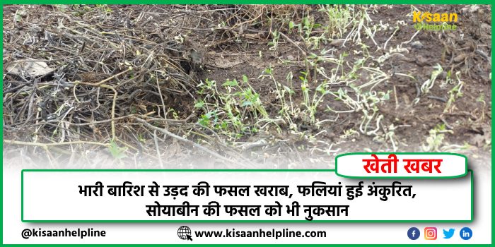 भारी बारिश से उड़द की फसल खराब, फलियां हुई अंकुरित, सोयाबीन की फसल को भी नुकसान