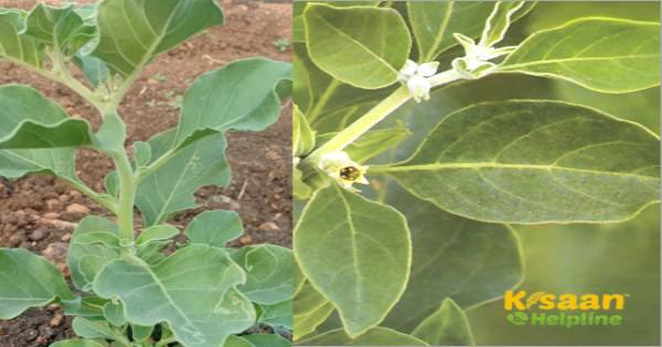 क्या आप जानते है, अश्वगंधा के स्वास्थ्य लाभ और भारत में सामान्य नाम