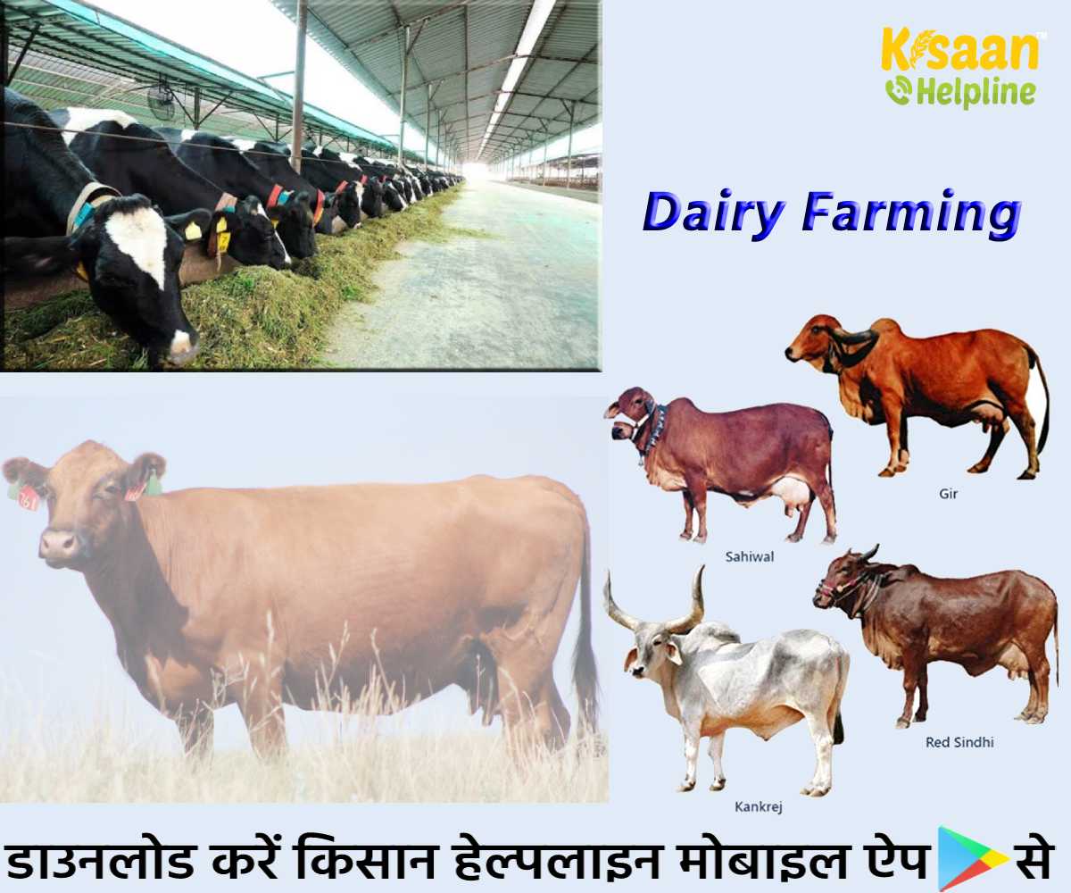 Agri Business: डेयरी उद्योग से हो सकती है अच्छी कमाई, जानिए गाय पालन और डेयरी फार्म खोलने का तरीका 