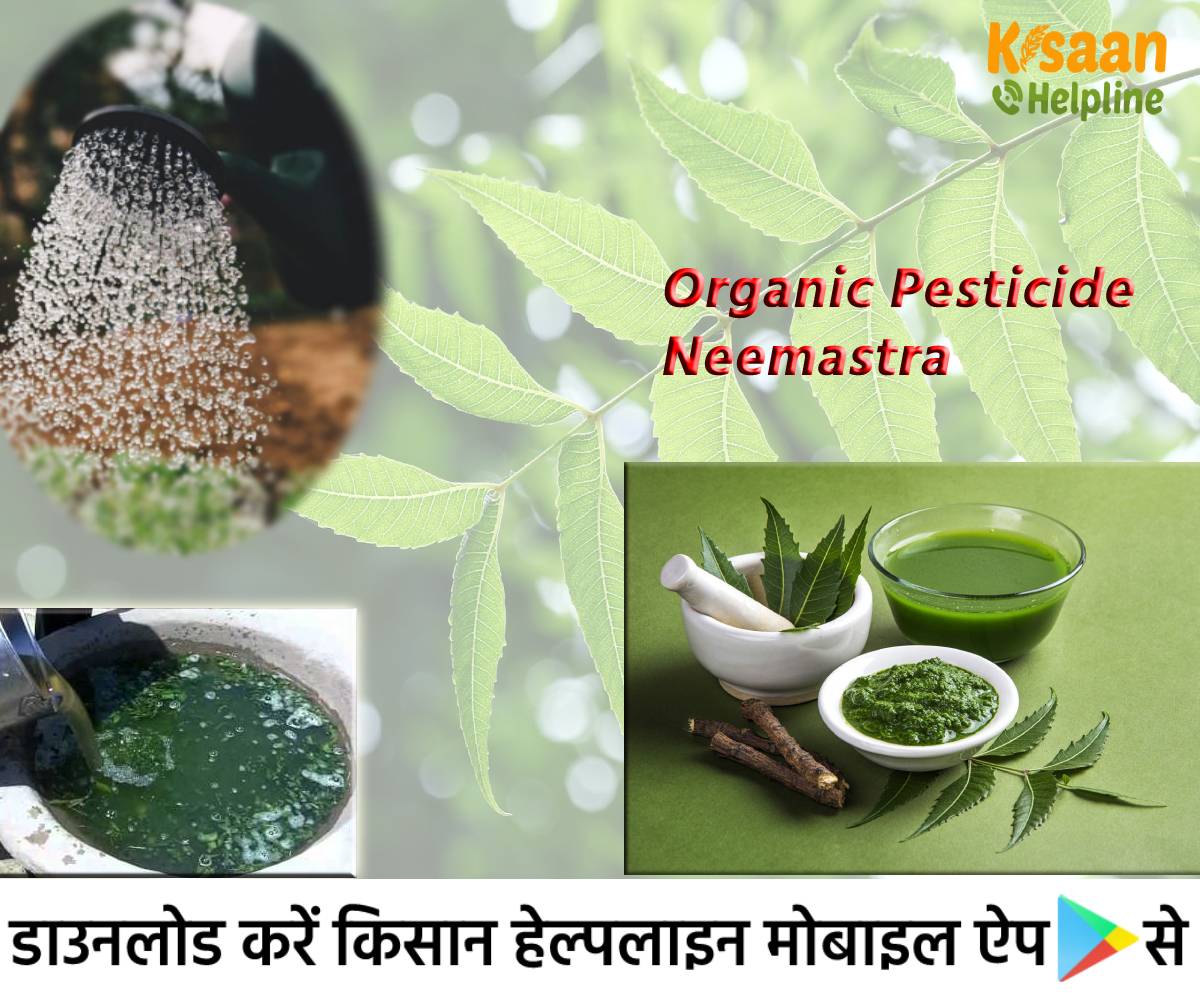 Organic Pesticide: जैविक कीटनाशक नीमास्त्र बनाने का सरल तरीका, जानिए इसके उपयोग करने की विधि के बारे में