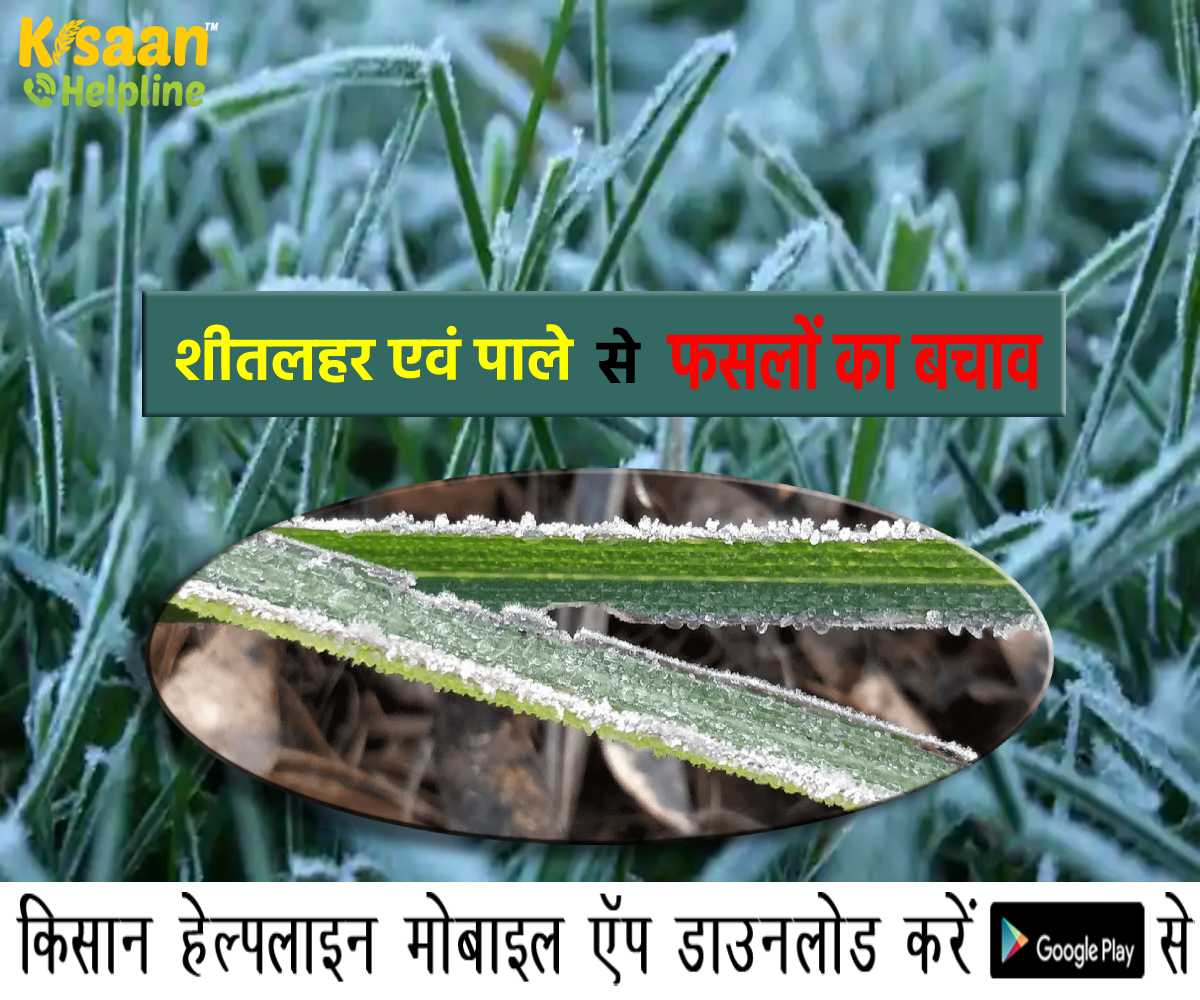 आइये जानते है शीतलहर एवं पाले से फसलों का बचाव कैसे करें