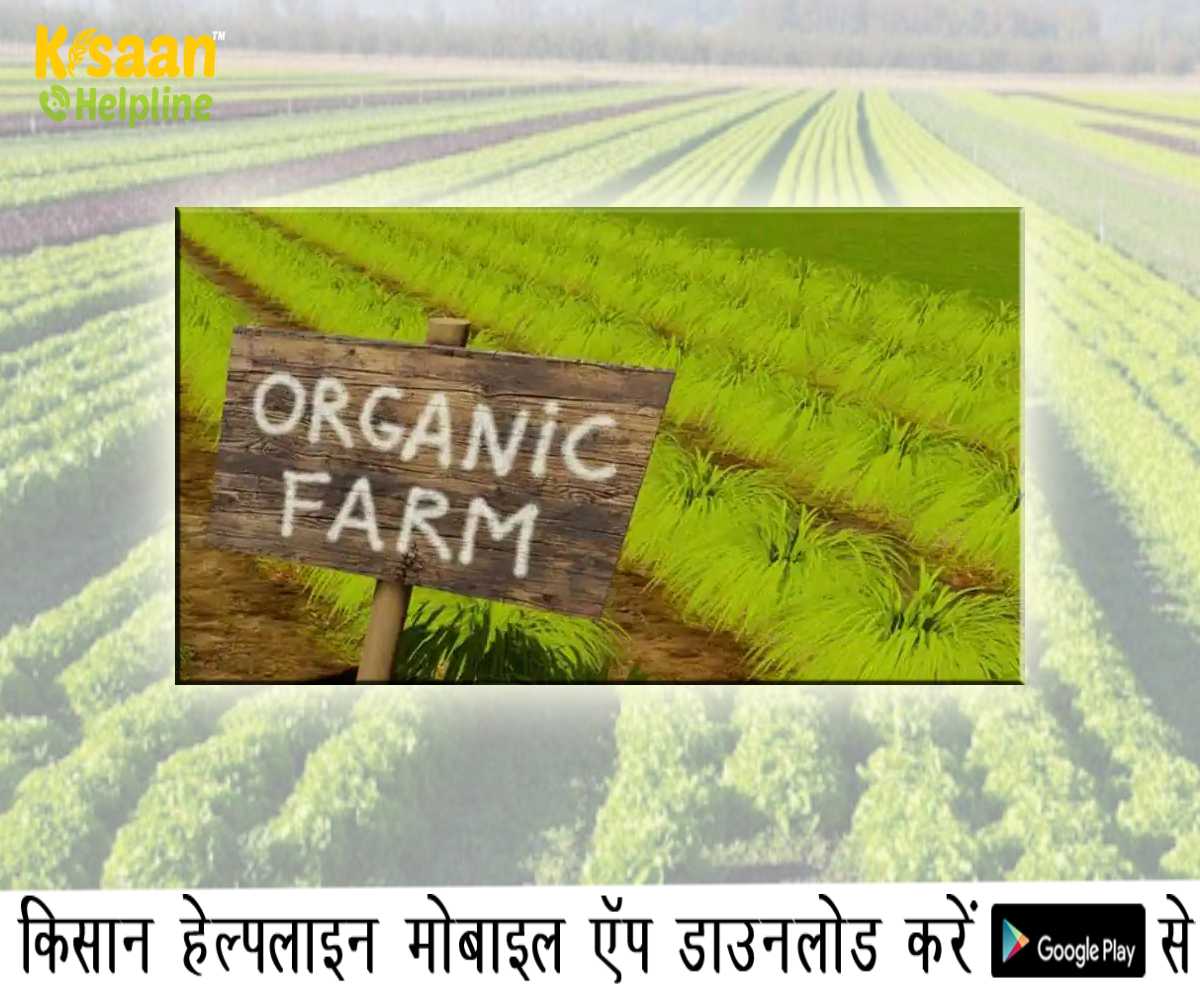 Success Story: तकनीशियनों ने आईटी की नौकरी छोड़कर शुरू की जैविक खेती