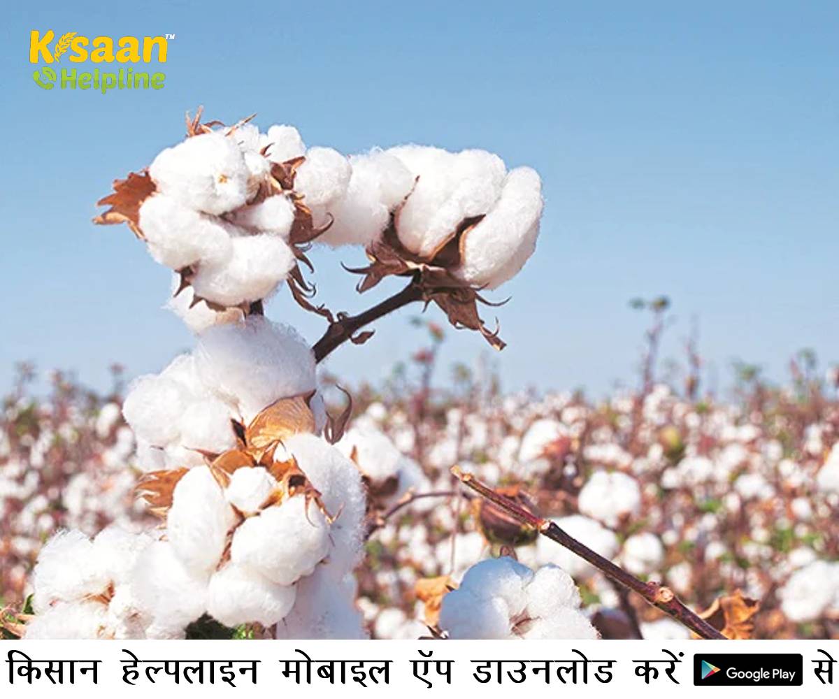 रकबा कम होने के बावजूद किसानों ने फिर दिखाई दिलचस्पी, फिर अच्छे दामों पर कपास का बड़ा उत्पादन