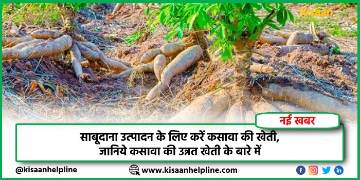साबूदाना उत्पादन के लिए करें कसावा की खेती, जानिये कसावा की उन्नत खेती के बारे में