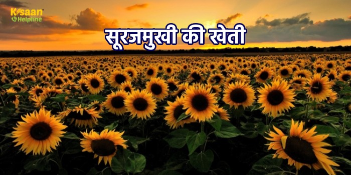 सूरजमुखी की खेती : इस माह भी कर सकते है सूरजमुखी की बुआई