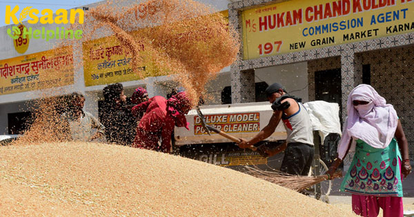 सकारात्मक पक्ष: बड़े खरीदारों के साथ सीधे संपर्क में किसान
