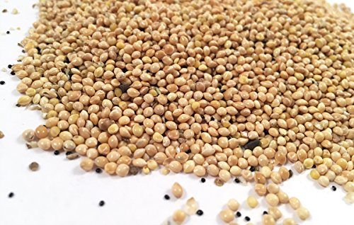 बीज संरक्षण और संग्रहण के लिए कुछ आवश्यक बातें