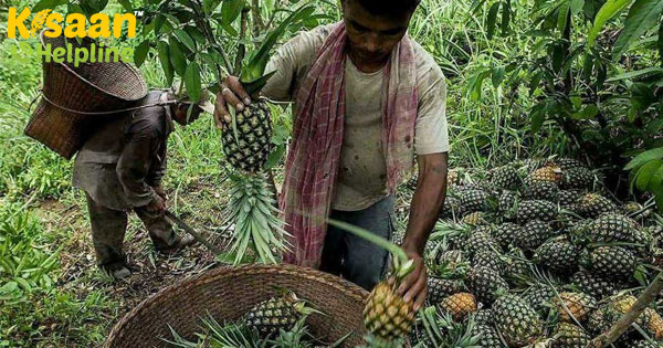 कोविड -19 पश्चिम बंगाल में अनानास किसानों के लिए बुरा समय लाया है