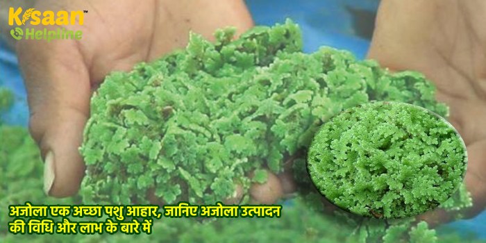 अजोला एक अच्छा पशु आहार, जानिए अजोला उत्पादन की विधि और लाभ के बारे में