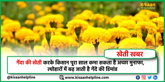 गेंदा की खेती करके किसान पूरा साल कमा सकता है अच्छा मुनाफा, त्योहारों में बढ़ जाती है गेंदे की डिमांड