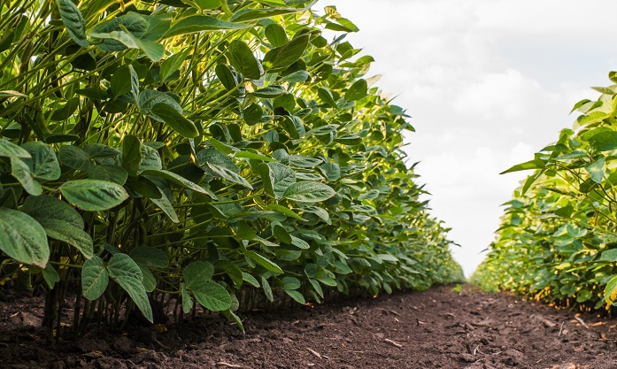 जंतुओं द्वारा कीट नियंत्रण को लेकर जाने कुछ रोचक तथ्य, जानकारी शेयर करे