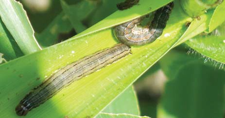 जाने, कैसे रखे कीटों के प्रबंधन में सावधानियां, जानकारी शेयर करे