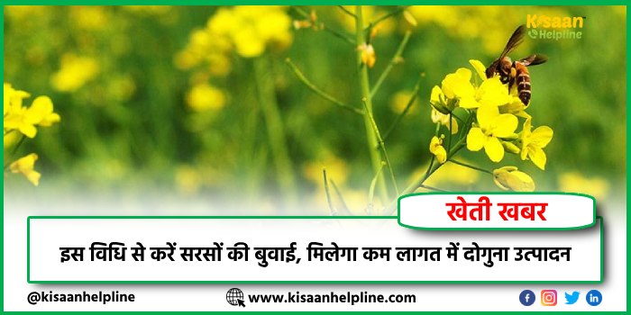 इस विधि से करें सरसों की बुवाई, मिलेगा कम लागत में दोगुना उत्पादन