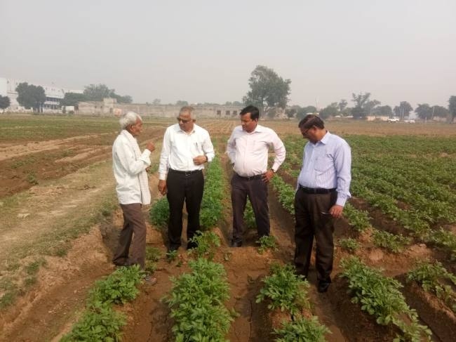 आलू की फसल पर आया पटेटो मोजैक वायरस का अटैक, किसान परेशान