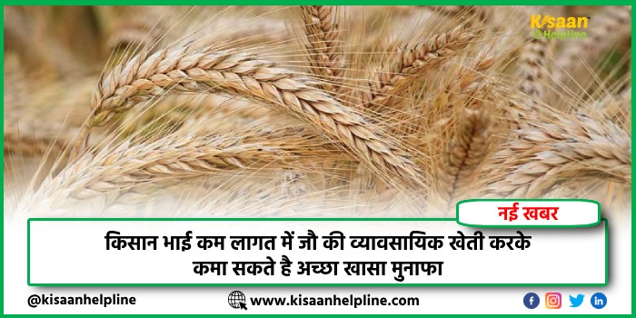 किसान भाई कम लागत में जौ की व्यावसायिक खेती करके कमा सकते है अच्छा खासा मुनाफा