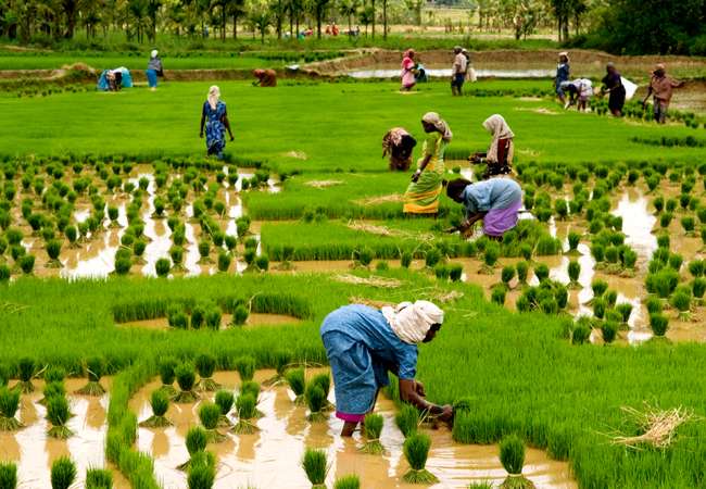 युवाओं को अपनी और कर रहीं आकर्षित कृषि उद्यमिता योजनाएं