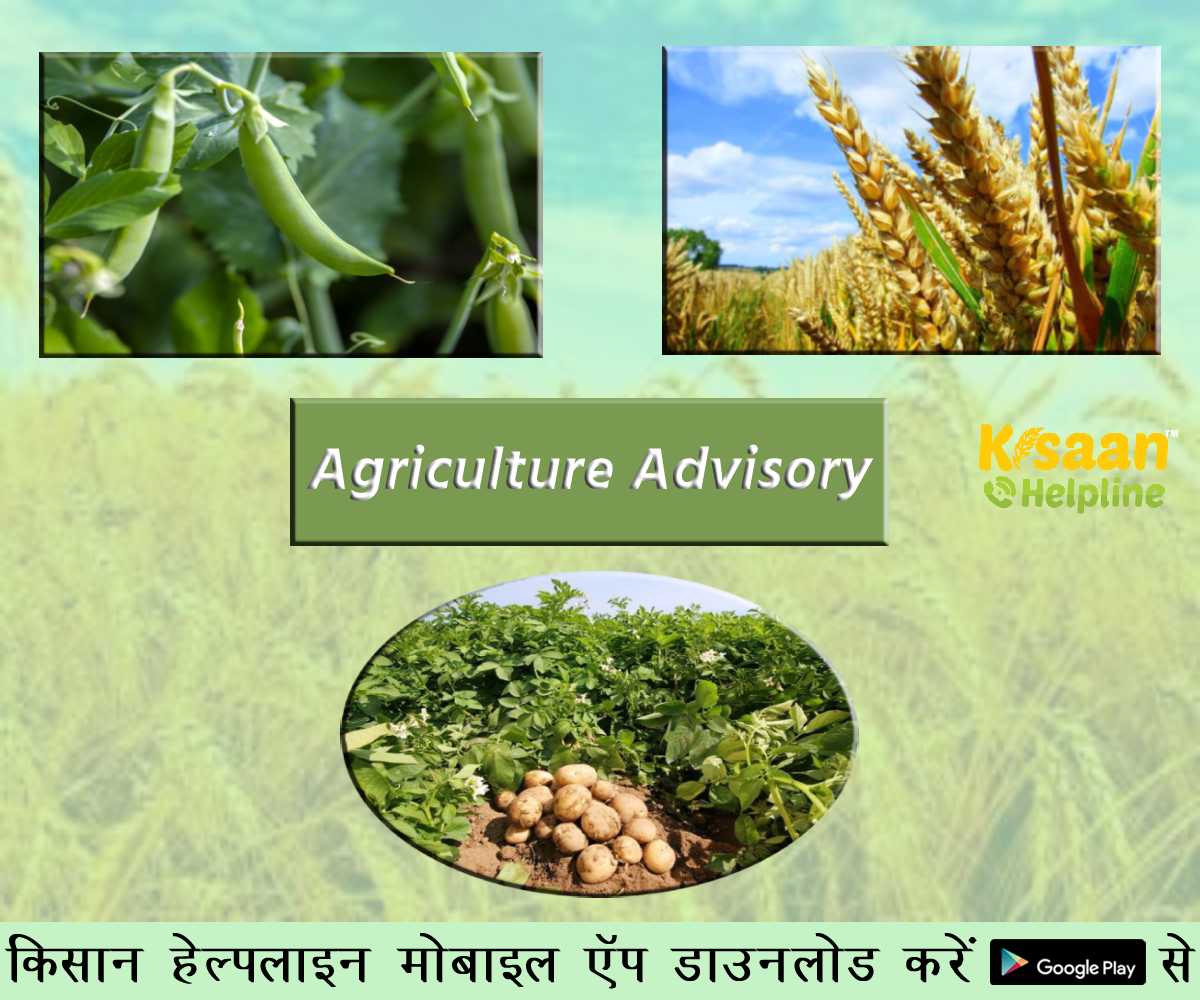 कृषि सलाह: रबी फसलों को लेकर किसानों के लिए ICAR ने जारी की एडवाइजरी