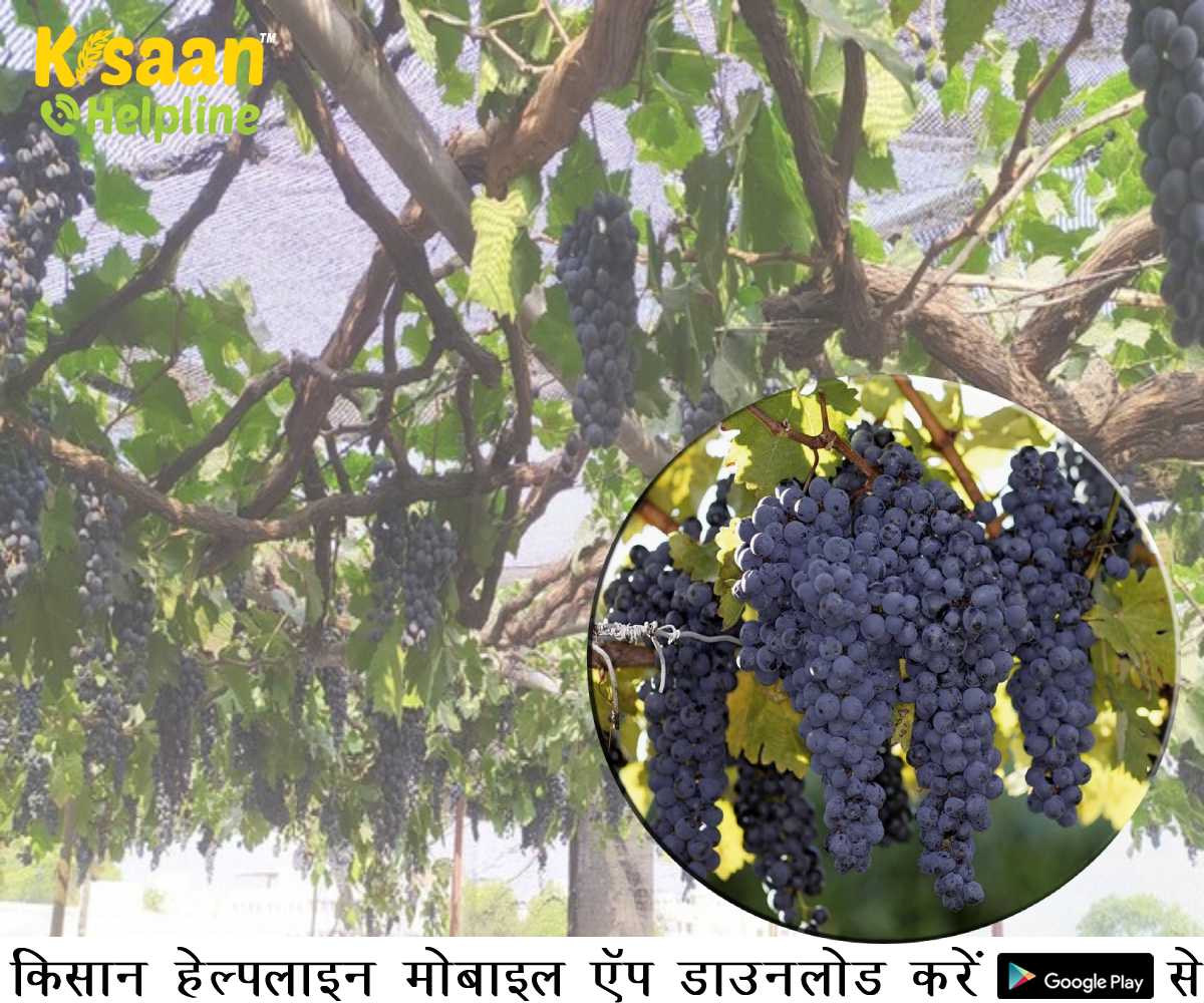 प्रेरक किसान: घर की छत को अंगूर के खेत में बदल कर एक किसान ने किया शहरी नागरिकों को प्रेरित