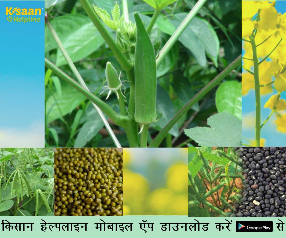 अधिक उत्पादन लेने के लिए शुष्क और बढ़ते तापमान में करें फसलों की देखभाल, जानिए फसल संबंधित सलाह