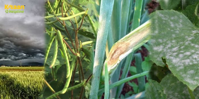 मौसम के आधार पर पूसा के कृषि वैज्ञानिकों ने जारी की एडवाइजरी, किसान भाई रखे इन बातों का विशेष ध्यान