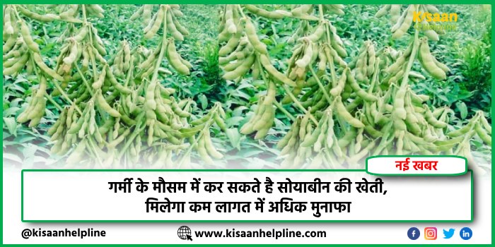 गर्मी के मौसम में कर सकते है सोयाबीन की खेती, मिलेगा कम लागत में अधिक मुनाफा