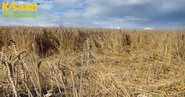 गेहूं खरीद को बढ़ावा देने के लिए 409 अतिरिक्त चावल शेलर को उप मंडी यार्ड के रूप में परिवर्तित किया