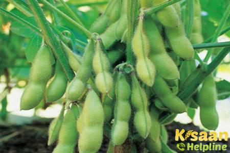 आइये जानते है सोयाबीन की किस्म JS 335 के बारे में, कितनी समयावधि की फसल और कितनी पैदावार