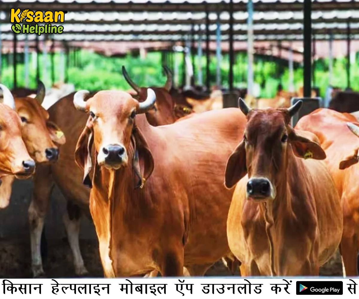 मध्य प्रदेश में पशुओं का इलाज करवाना होगा आसान, मध्यप्रदेश के लिये 406 चलित पशु चिकित्सा इकाई स्वीकृत