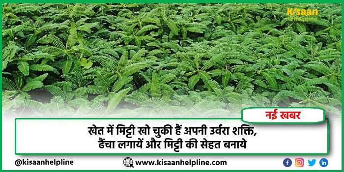 खेत में मिट्टी खो चुकी हैं अपनी उर्वरा शक्ति, ढैंचा लगायें और मिट्टी की सेहत बनाये