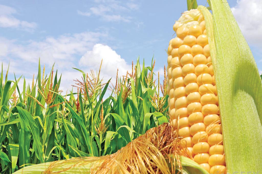 मक्का की खेती देगी अनेको फायदे, जाने क्यों उगाये मक्का की फसल