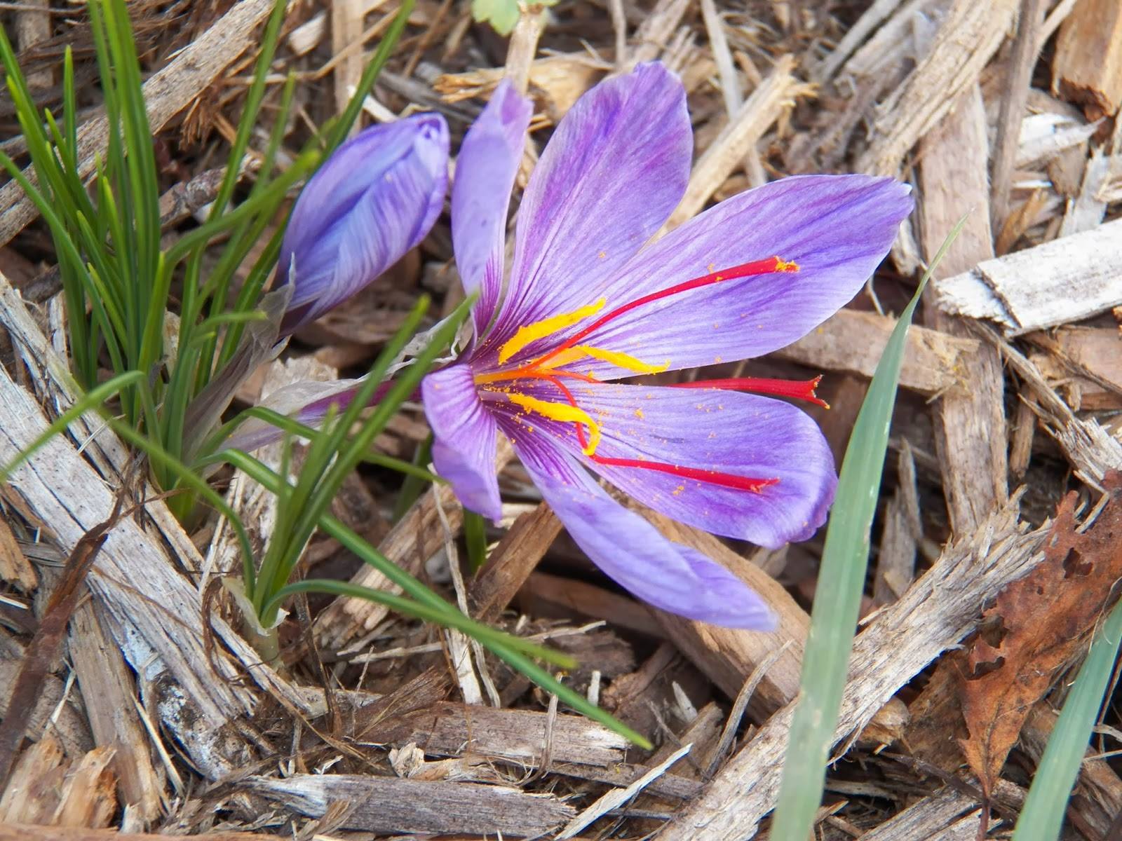 अलीगढ़ में केसर की खेती से बदल सकती है किसानों की किस्मत