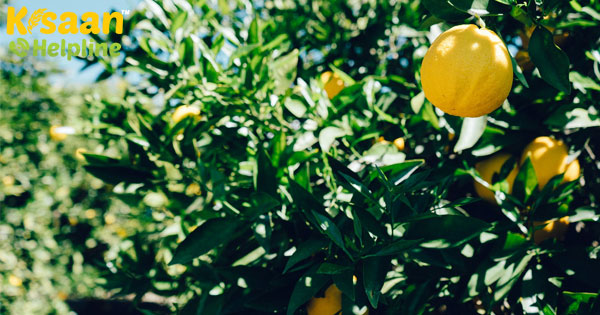 चार बीघा में नींबू की खेती पर 7 लाख की कमाई, जानिए यहां के किसानों से सफलता का राज