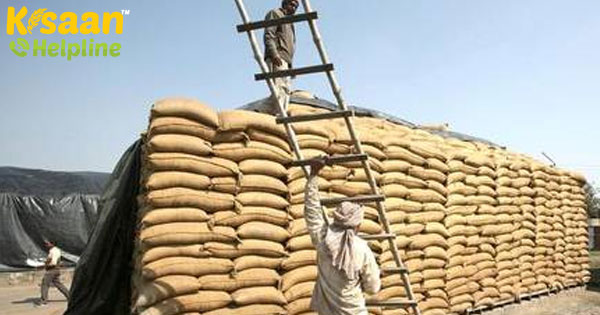 गेहूं की खरीद हर समय ऊचाइयों पर रही है