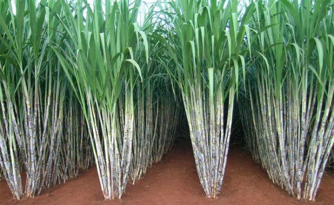 गन्ना किसानो के लिए प्रदेश के मुख्यमंत्री का सम्बोधन