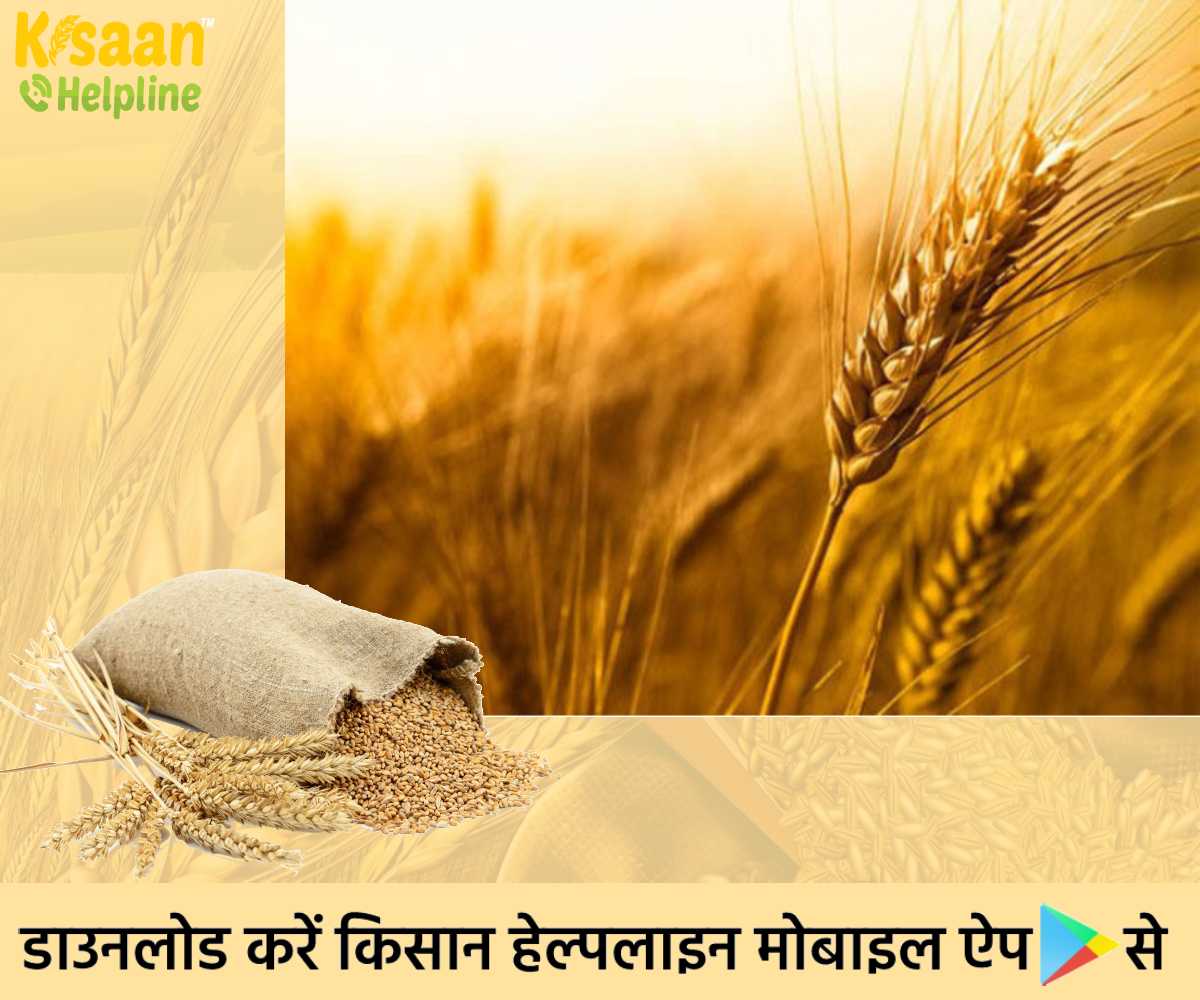 गेहूँ की यह किस्म देगी कम सिंचाई में अधिक उत्पादन, जानिए इससे संबंधित खास बातें