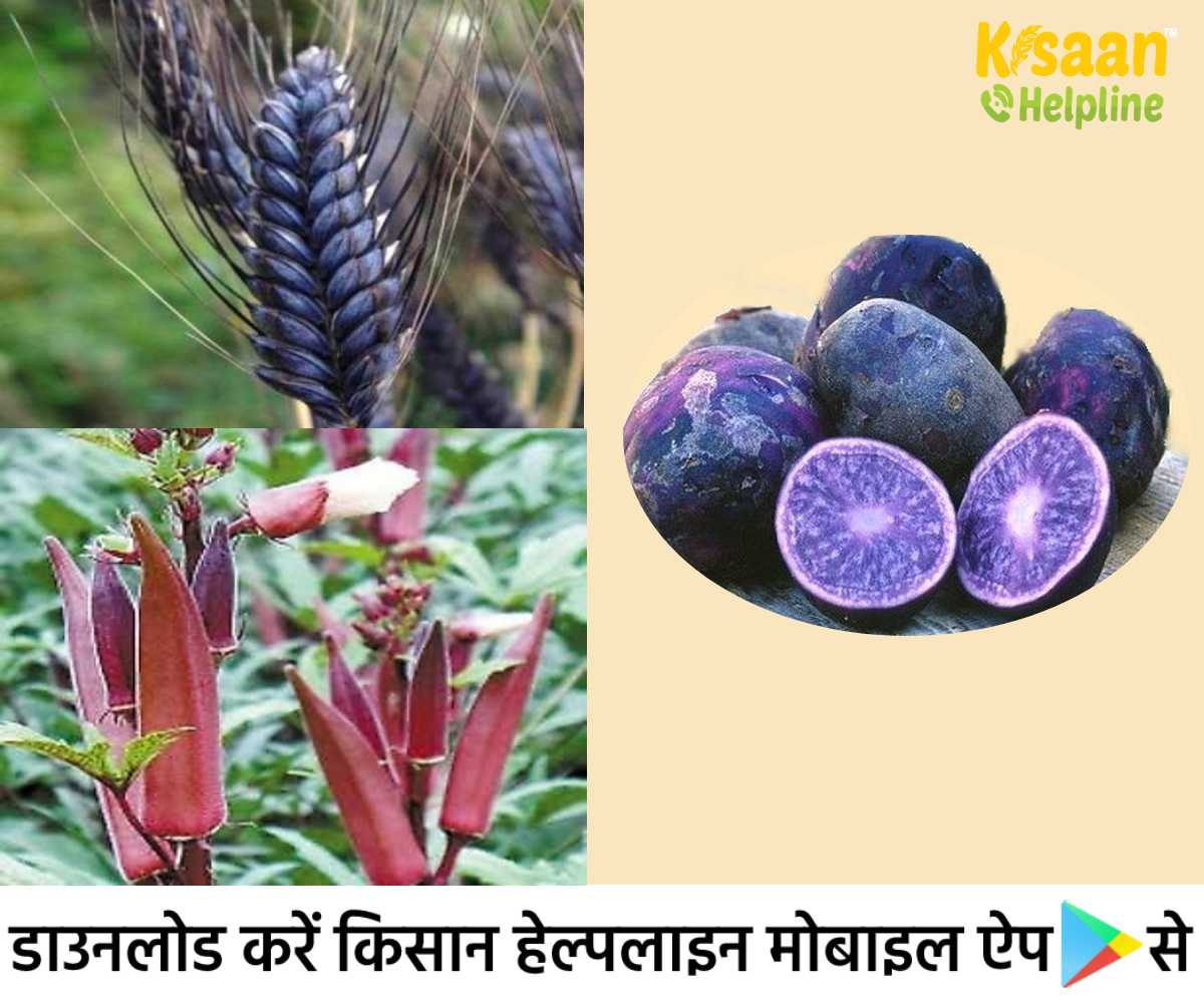 Progressive Farmer: मध्य प्रदेश के प्रगतिशील किसान कर रहे है काले गेहूं, नीले आलू और लाल भिंडी की खेती