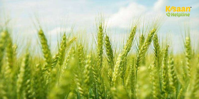 गेहूं की खेती करने वाले किसान भाइयों के लिए उपयोगी सलाह