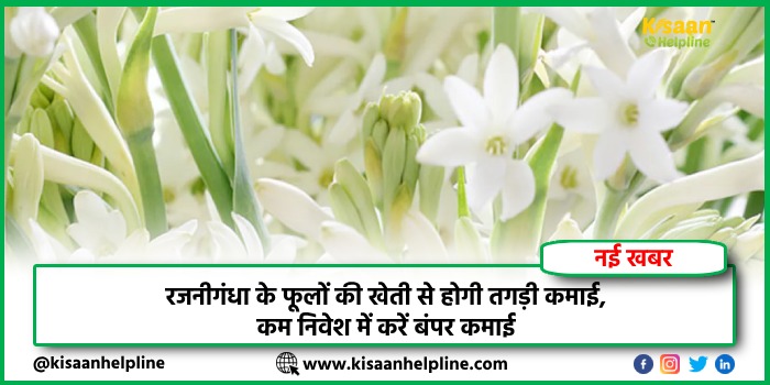 Rajnigandha Farming: रजनीगंधा के फूलों की खेती से होगी तगड़ी कमाई, कम निवेश में करें बंपर कमाई
