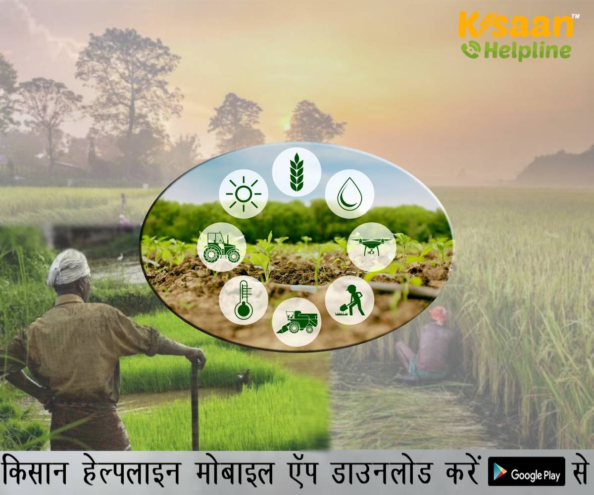 कृषि वैज्ञानिकों ने जारी किया मौसम आधारित कृषि परामर्श, किसान भाई रखें इन बातों का ध्यान वरना हो सकता है नुकसान