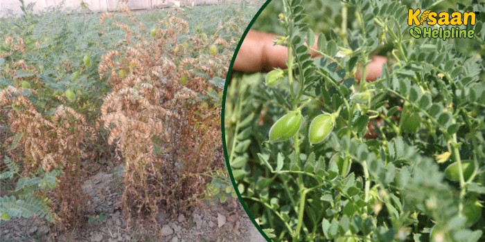 बर्बाद हो सकती है चने की पूरी फसल इस रोग से, जानिए इस रोग के लक्षण और रोकथाम के उपाय