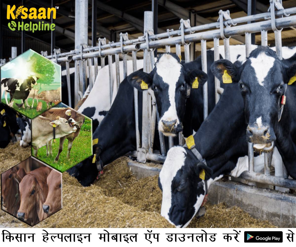 पशुओं के लिए संतुलित आहार प्रबंधन