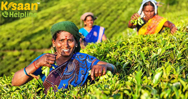 असम में छोटे चाय उत्पादकों को महामारी के कारण 500 करोड़ रुपये का नुकसान होने का अनुमान