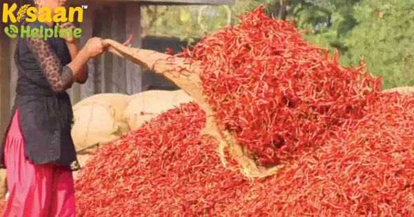 मिर्च की कीमतें नहीं है, लॉकडाउन के बाद बढ़ने की संभावना
