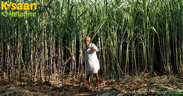 चीनी मिलों का 16,000 करोड़ रुपये से अधिक गन्ना भुगतान बकाया है